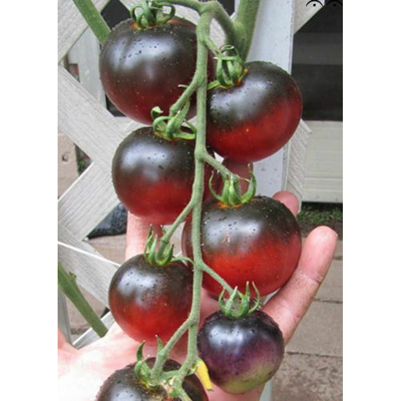 APPLE INDIGO TOMATO 50 Seeds 0