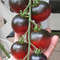 APPLE INDIGO TOMATO 50 Seeds 1