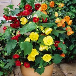 abutilon bellvue mix flowering maple 20 seeds