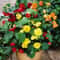 ABUTILON BELLVUE MIX FLOWERING MAPLE 20 Seeds 0