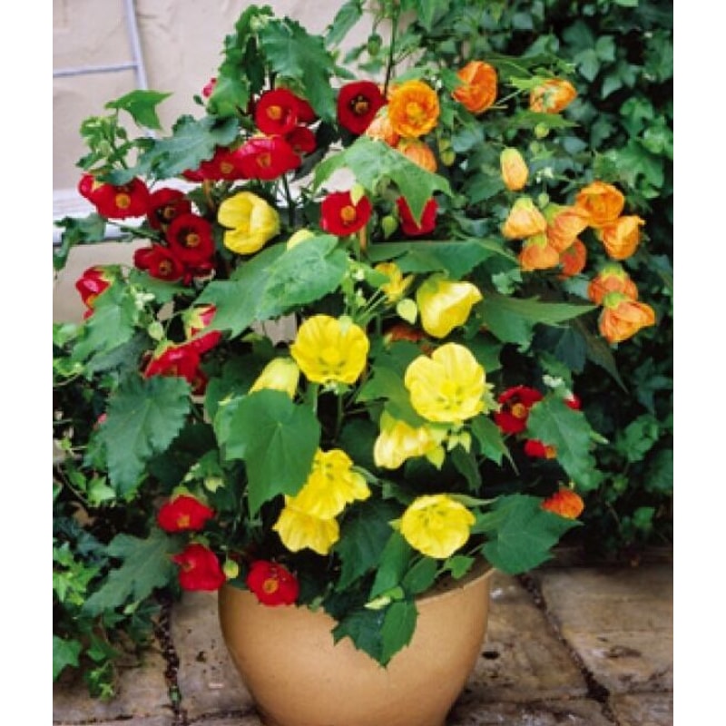 ABUTILON BELLVUE MIX FLOWERING MAPLE 20 Seeds 2