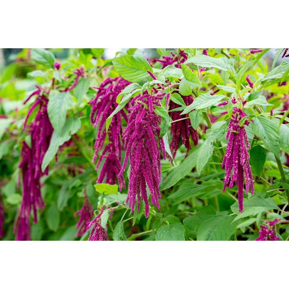 Amaranth Love Lies Bleeding 1500Seeds 0