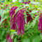 Amaranth Love Lies Bleeding 1500Seeds 0