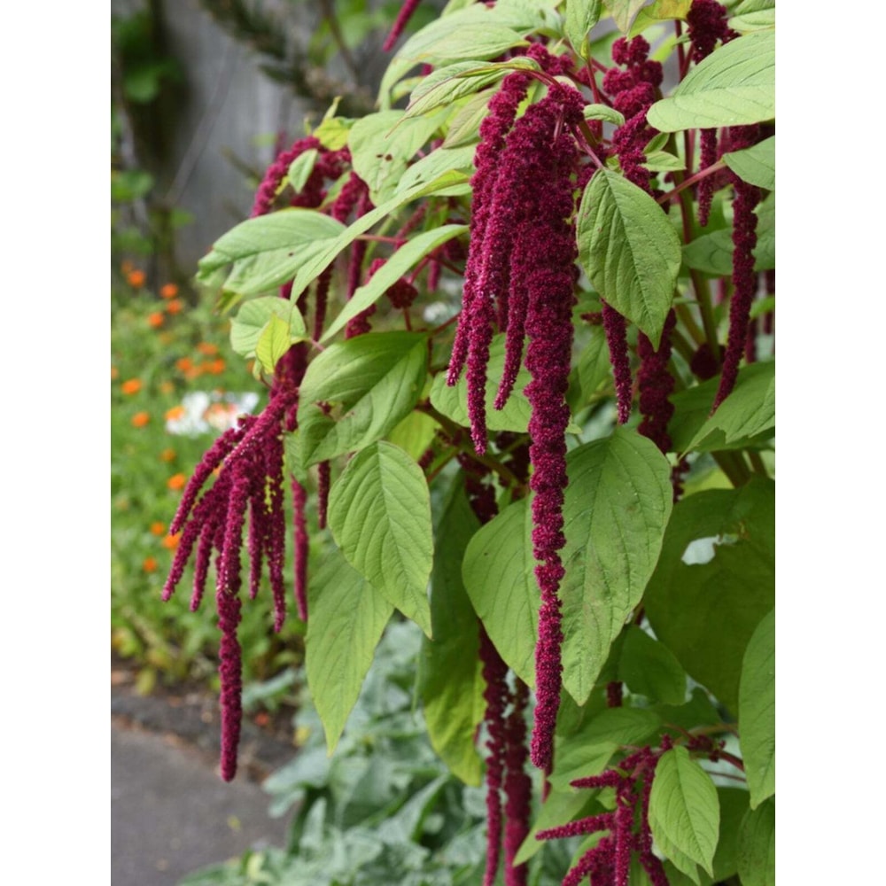 Amaranth Love Lies Bleeding 1500Seeds 1