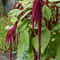 Amaranth Love Lies Bleeding 1500Seeds 1