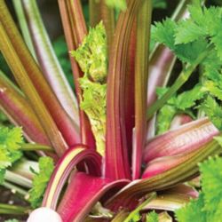 redventure red celery! 100 - 1000 seeds