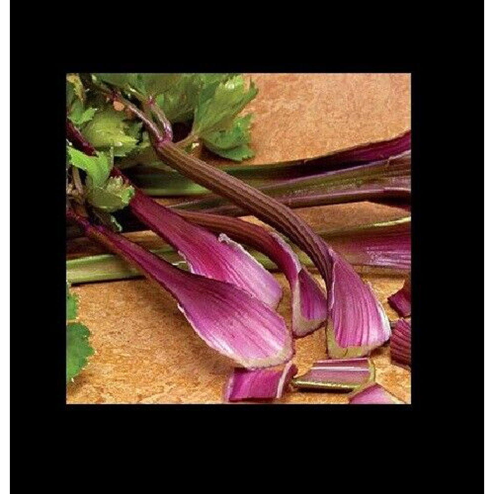 Redventure Red Celery 100 1000 Seeds 1