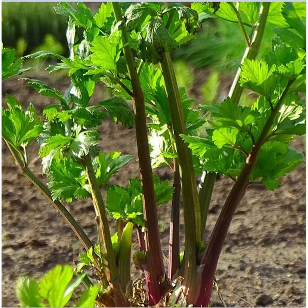 Redventure Red Celery 100 1000 Seeds 2