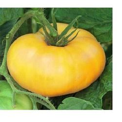 brandywine yellow tomato 30 - 5000 seeds