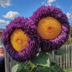 50 seeds yellow purple enchanting giant teddy bear sunflower