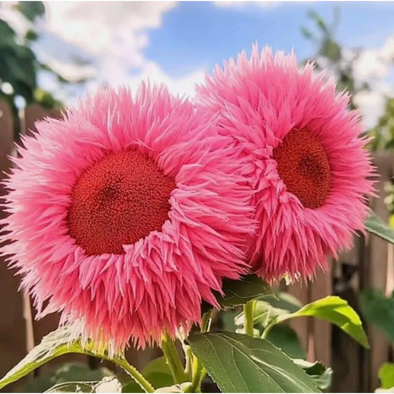 50pcs Rare Pink Enchanting Giant Teddy Bear Sunflower Seeds 0