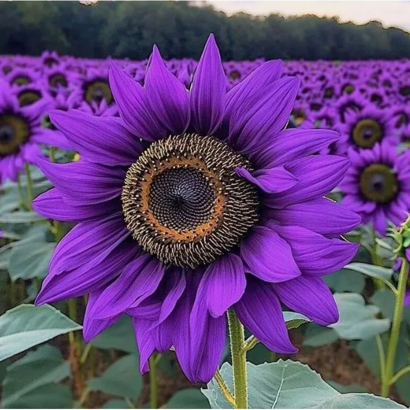 50 Rare Purple Sunflower Seeds Violet Majesty 1