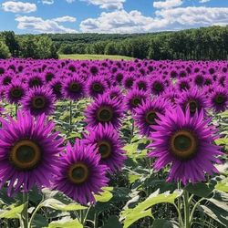 50 purple sunflower seeds field violet glow