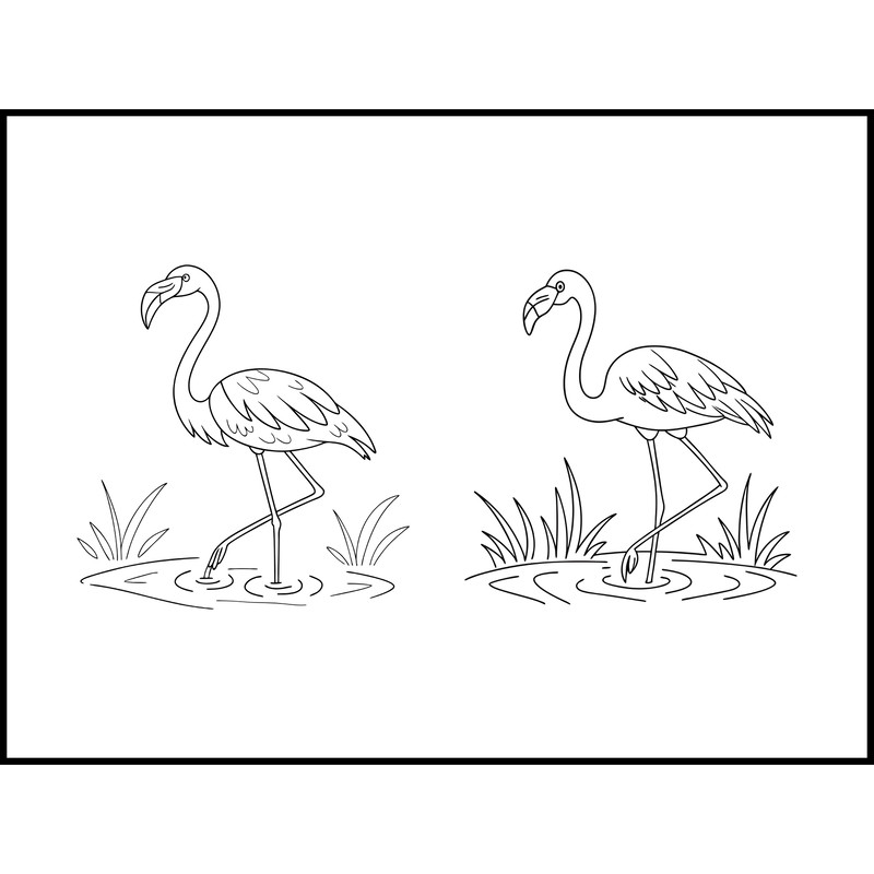 Flamingo Standing In Shallow Water 1