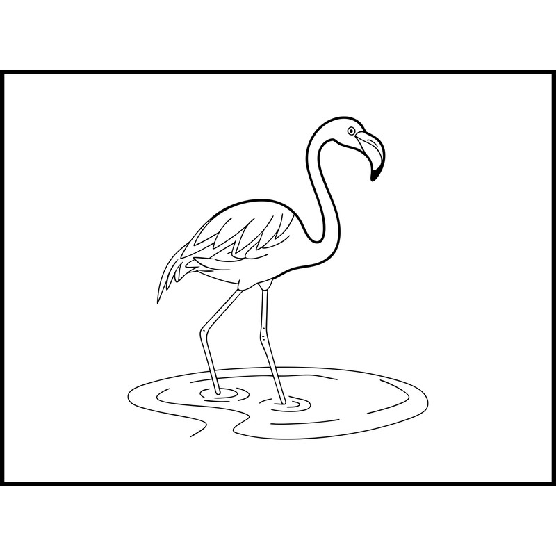 Flamingo Standing In Shallow Water 2