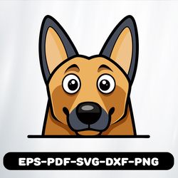 belgian malinois