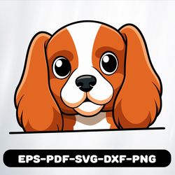 cavalier king charles spaniel