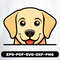 Labrador Retriever 0