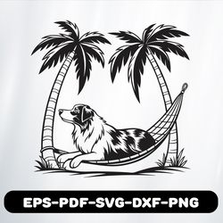 australian shepherd 1