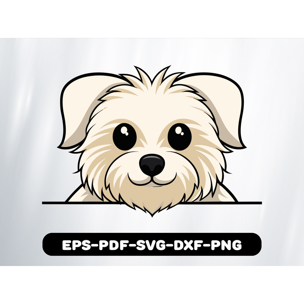 Cute Peeking Maltese Breed 0