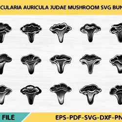 auricularia auricula judae mushroom