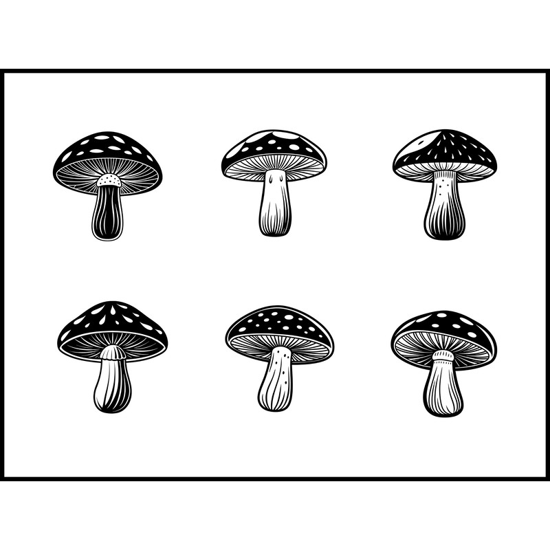 Boletus Edulis Mushroom 1