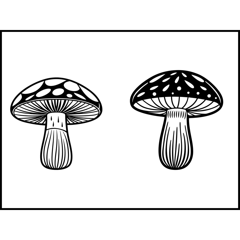 Boletus Edulis Mushroom 2