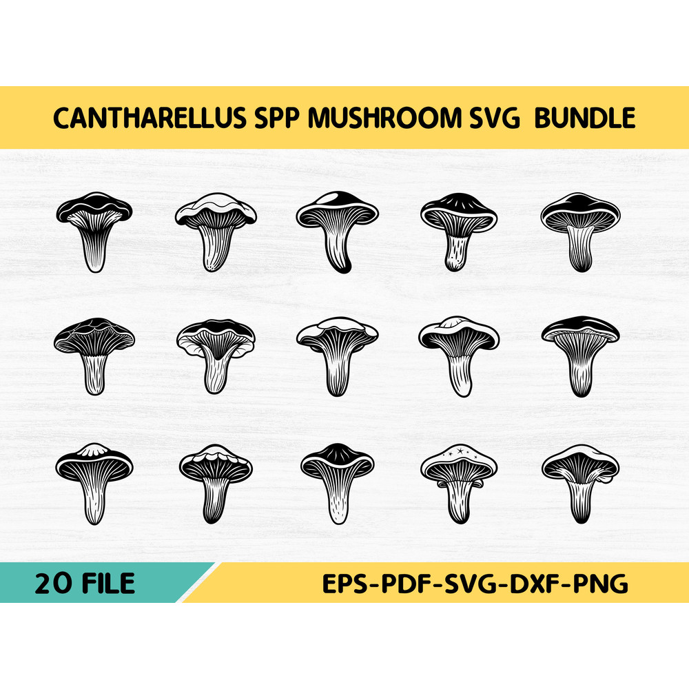 Cantharellus Spp Mushroom 0
