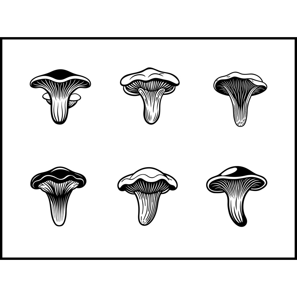 Cantharellus Spp Mushroom 1