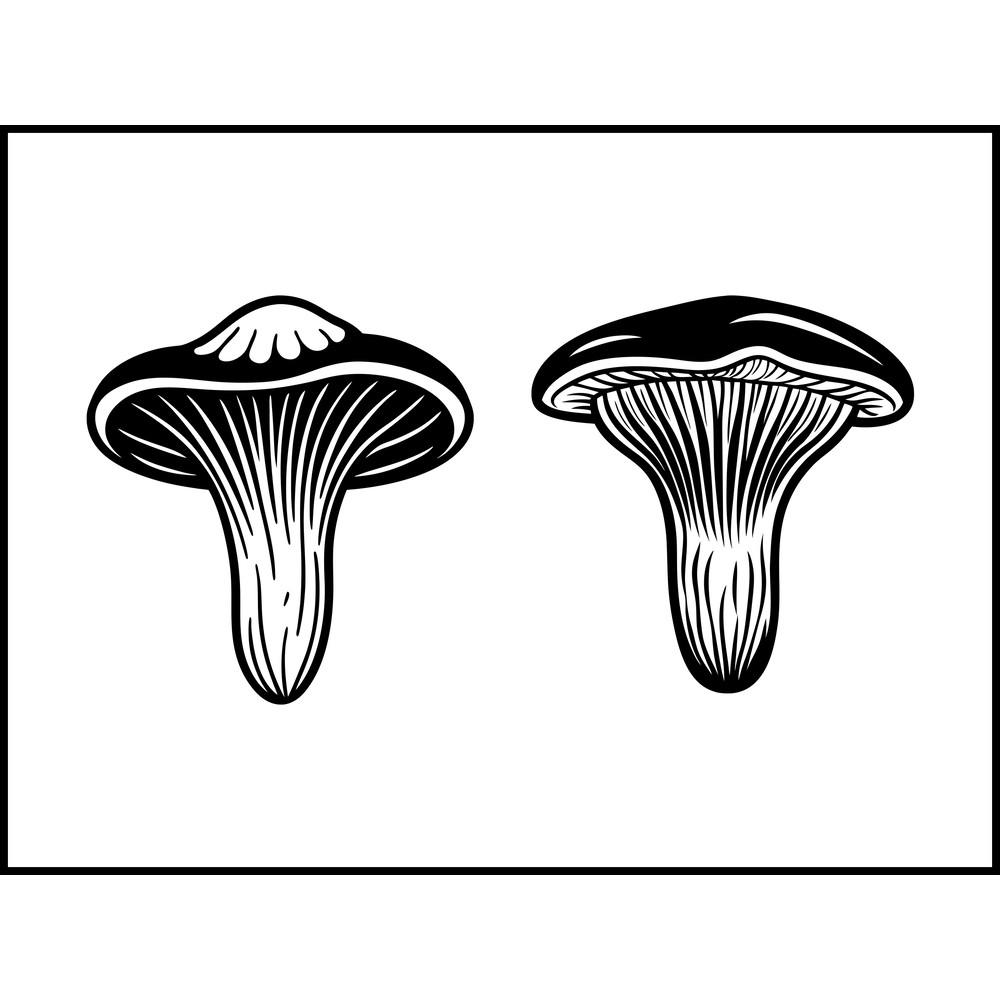 Cantharellus Spp Mushroom 2