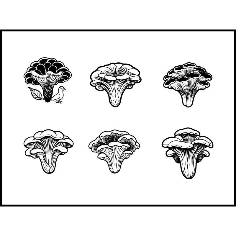 Chicken Woods Mushroom 1