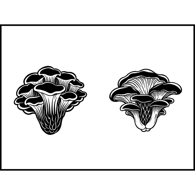 Chicken Woods Mushroom 2