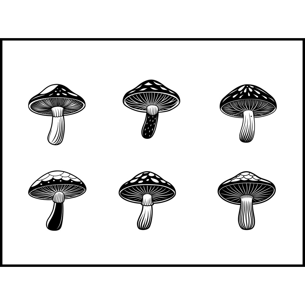 Collybia Nuda Mushroom 1