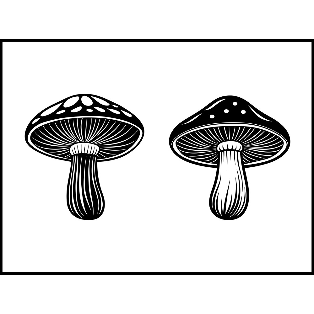 Collybia Nuda Mushroom 2