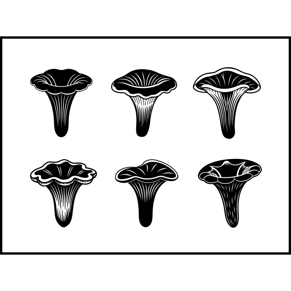 Craterellus Cornucopioides Black Trumpet Mushroom 1