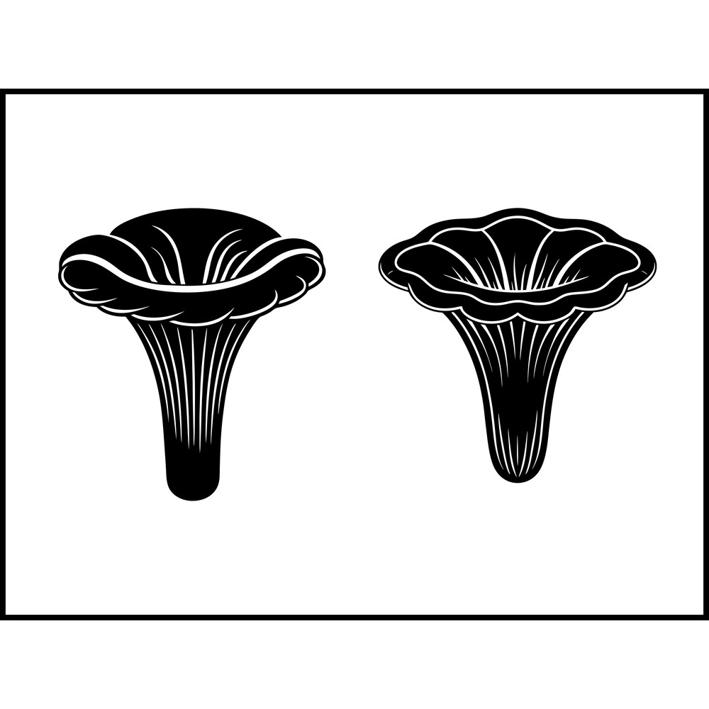 Craterellus Cornucopioides Black Trumpet Mushroom 2