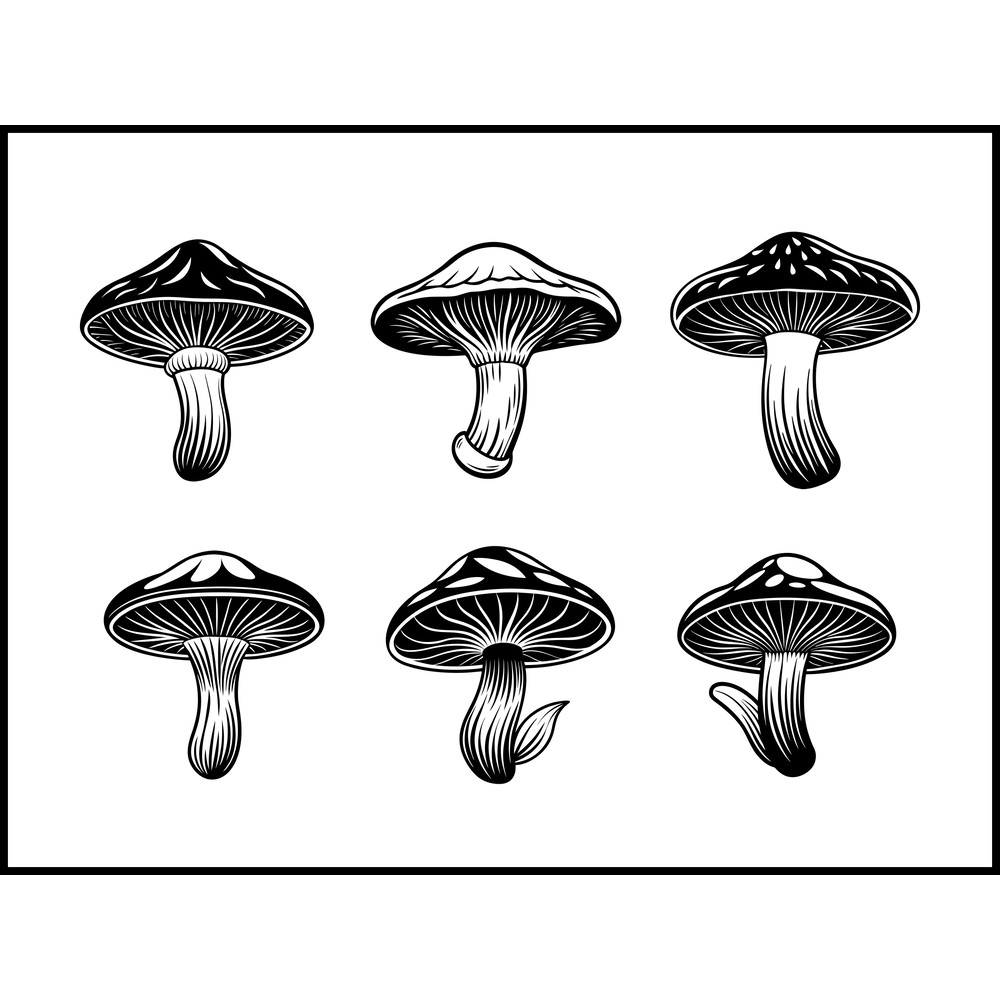 Flammulina Velutipes Mushroom 1 1