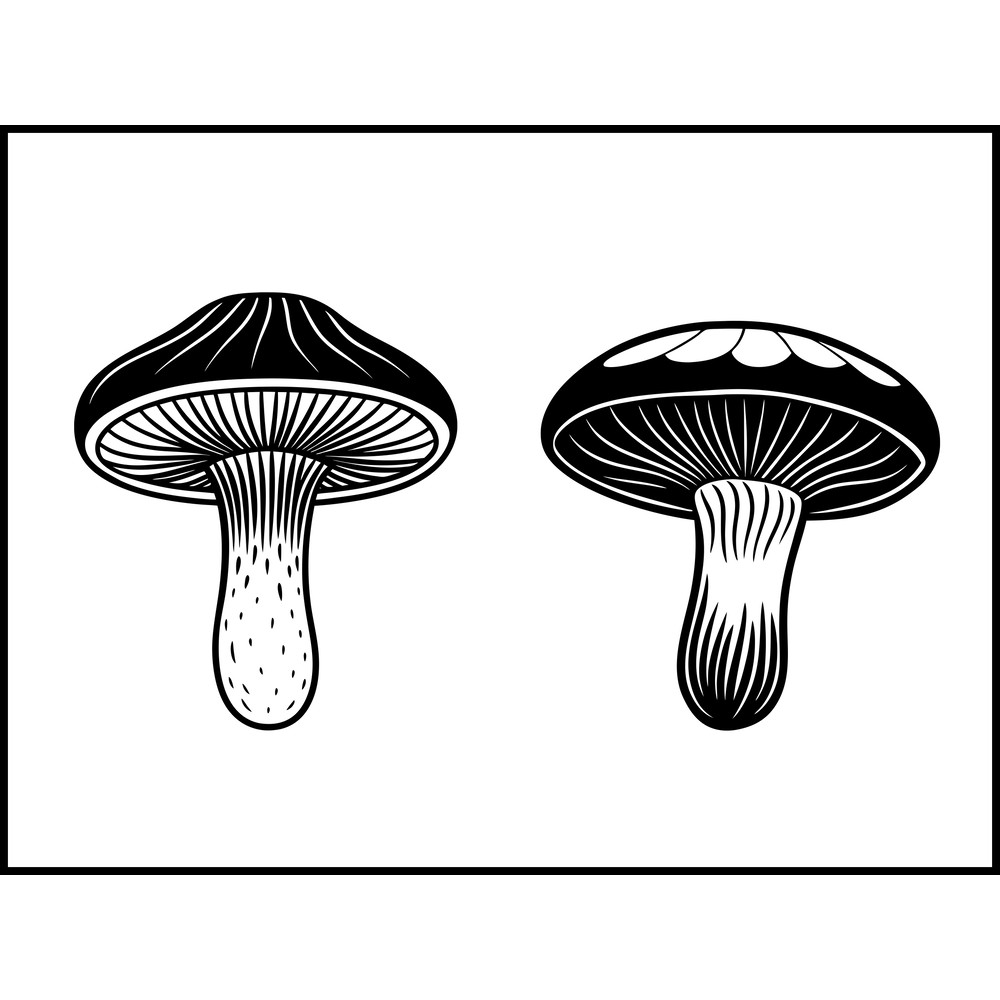 Flammulina Velutipes Mushroom 1 2