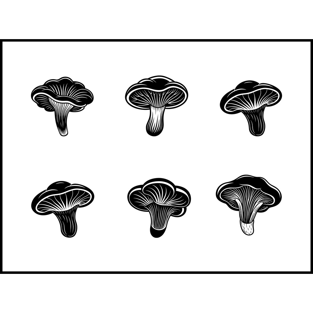 Ganoderma Lucidum Mushroom 1