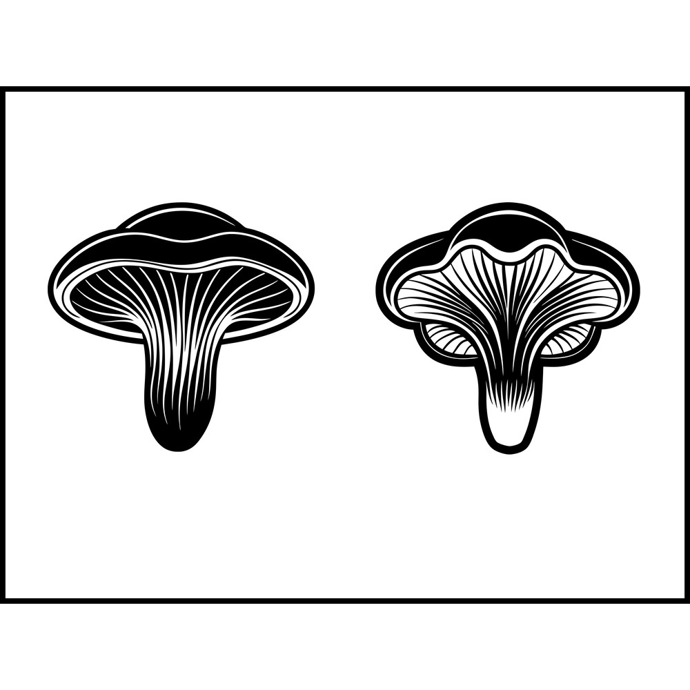 Ganoderma Lucidum Mushroom 2