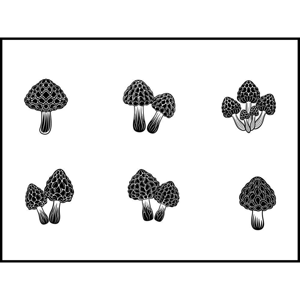 Gyromitra Mushroom 1