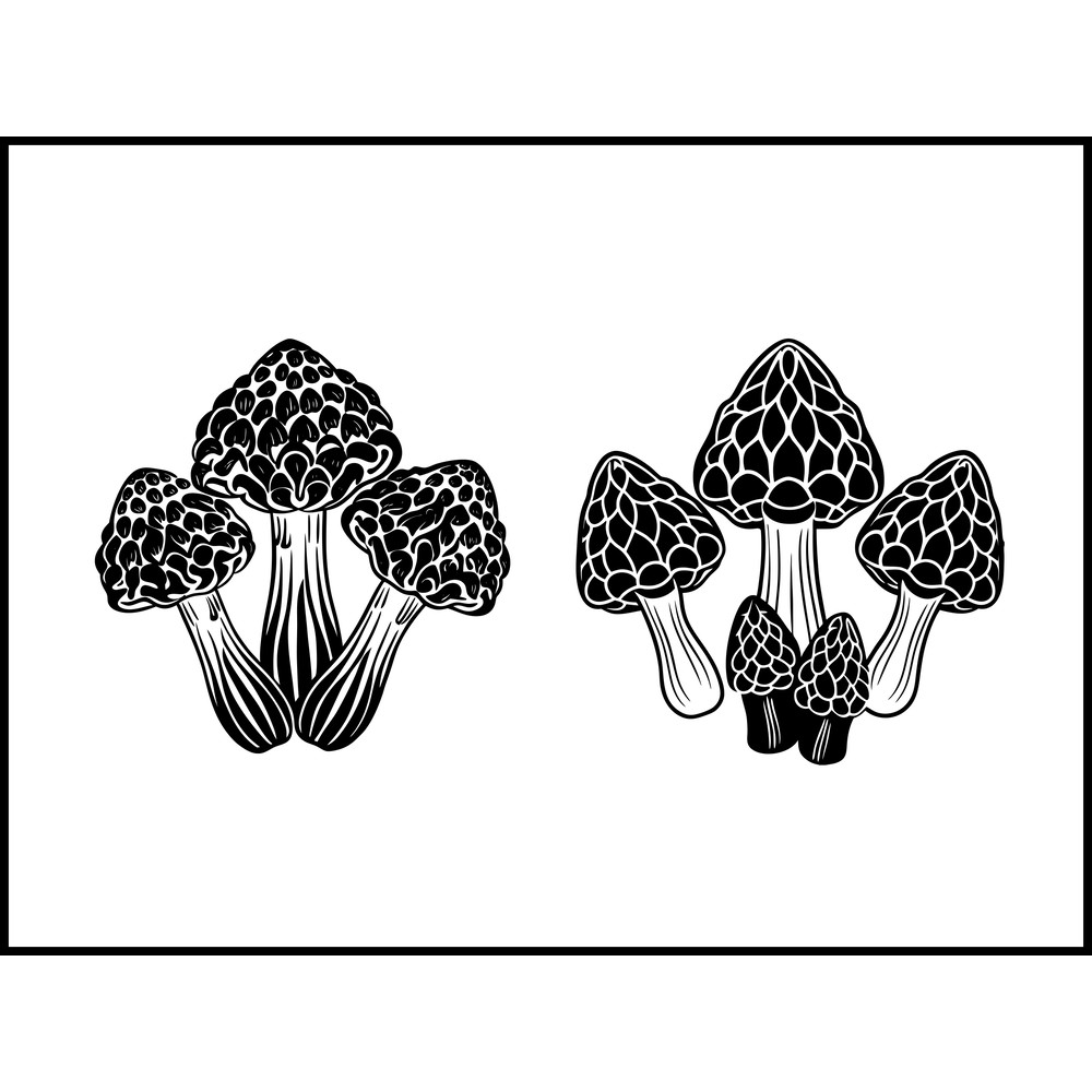 Gyromitra Mushroom 2