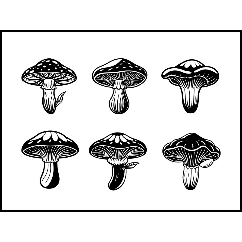 Hypomyces Lactifluorum Mushroom 1