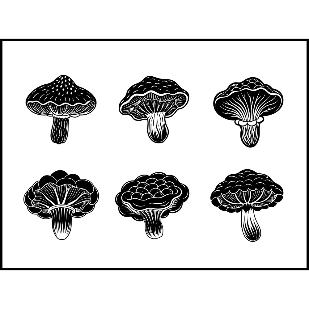 Inonotus Obliquus Mushroom 1