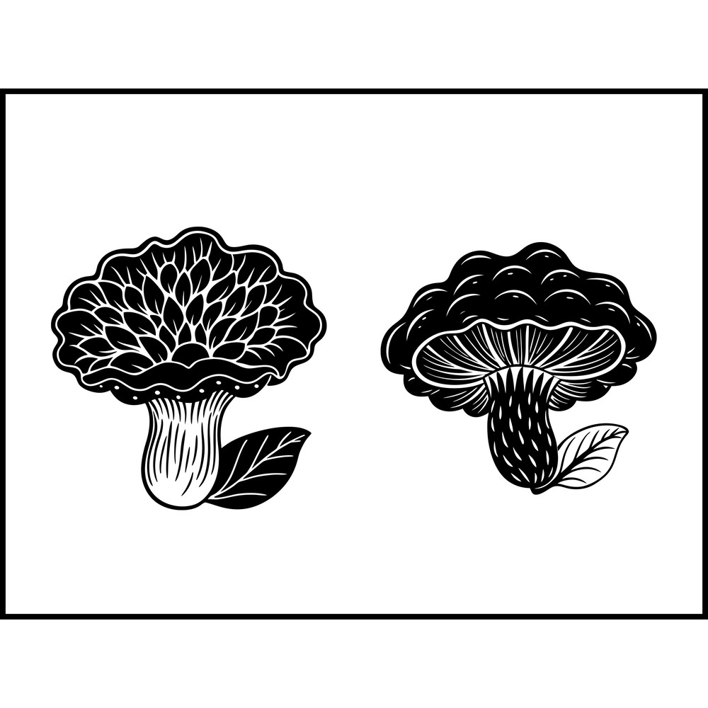 Inonotus Obliquus Mushroom 2