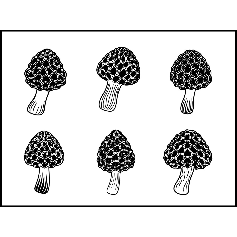 Morchella Mushroom 1