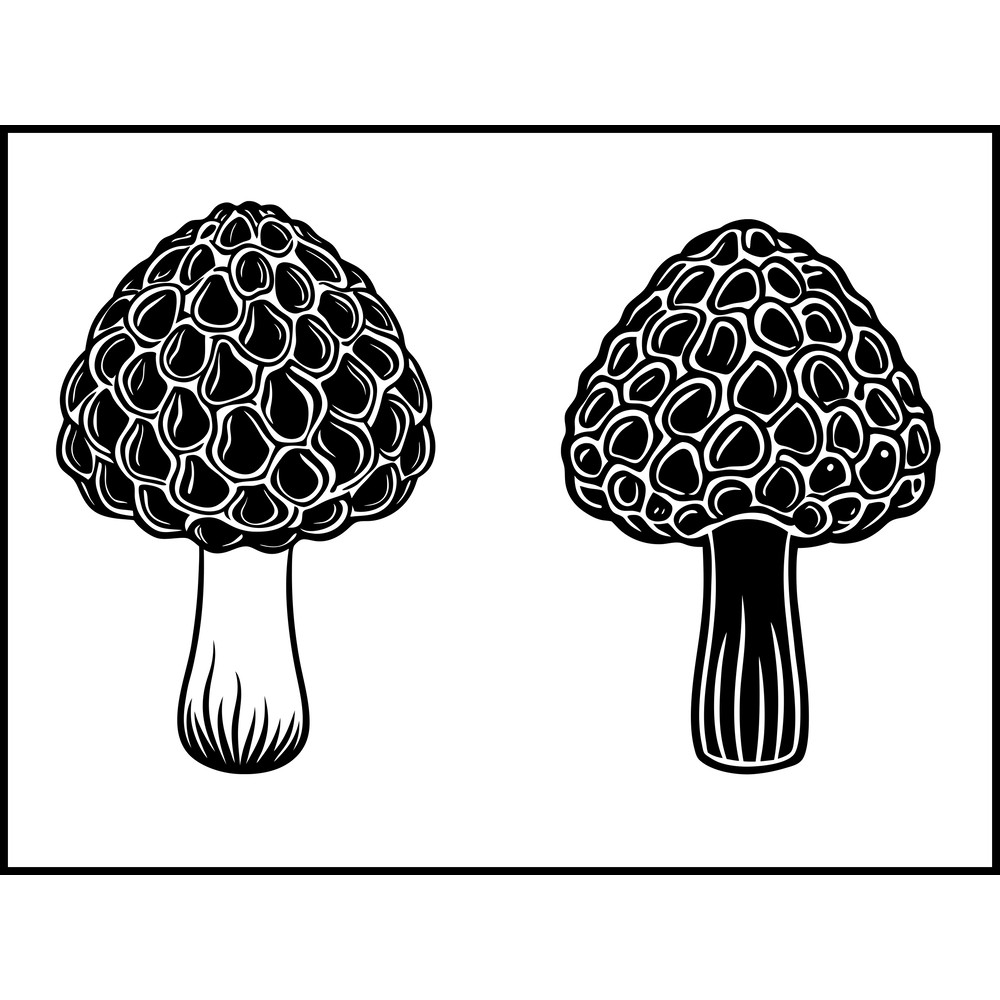 Morchella Mushroom 2