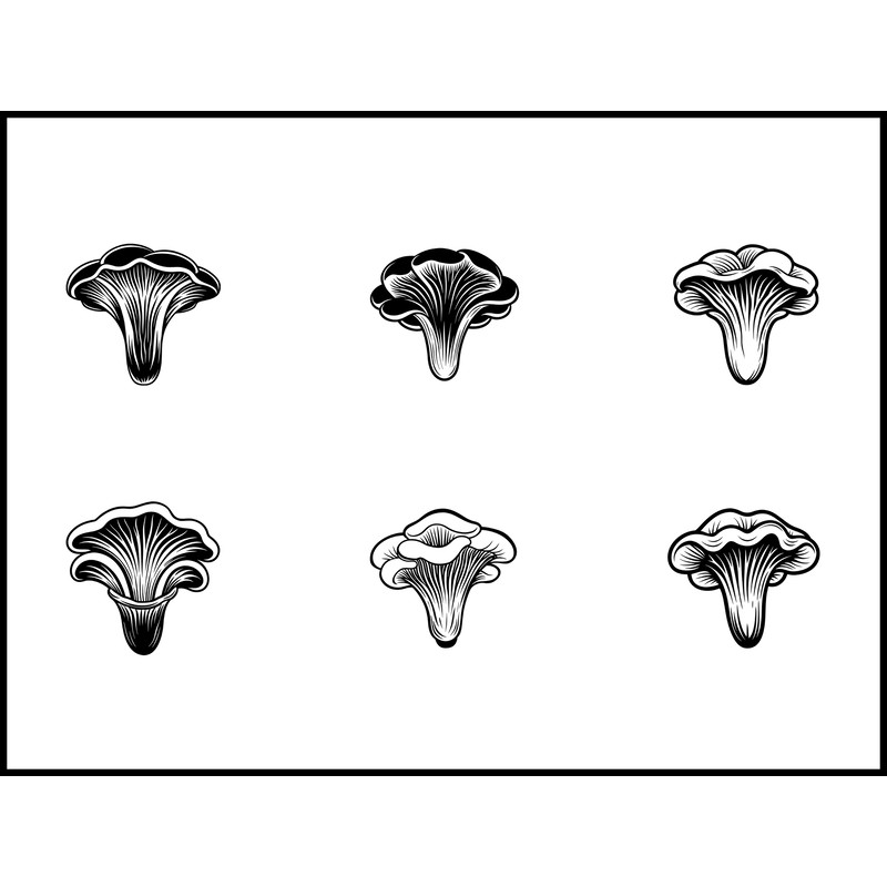 Pleurotus Citrinopileatus Mushroom 1