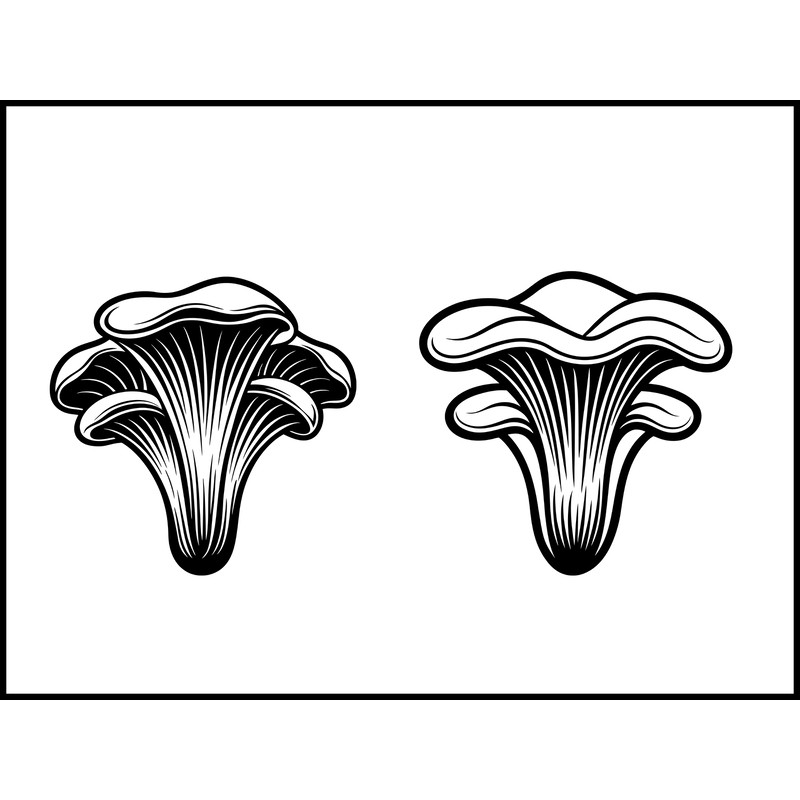 Pleurotus Citrinopileatus Mushroom 2