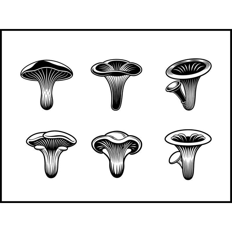 Pleurotus Eryngii Mushroom 1